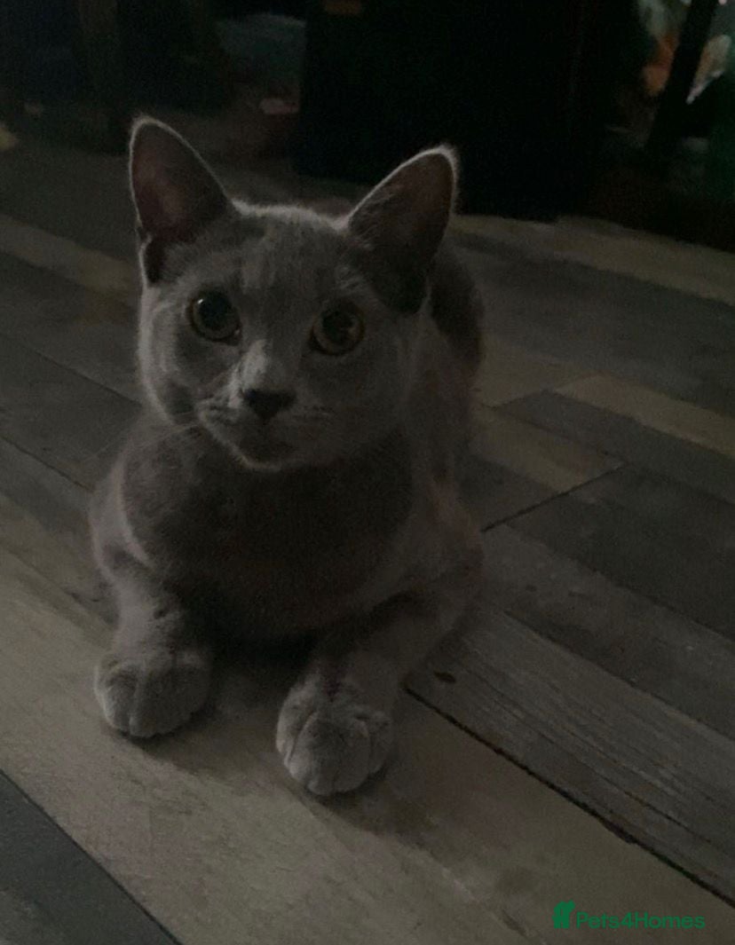 British Shorthair cats British shorthair - Advert 6