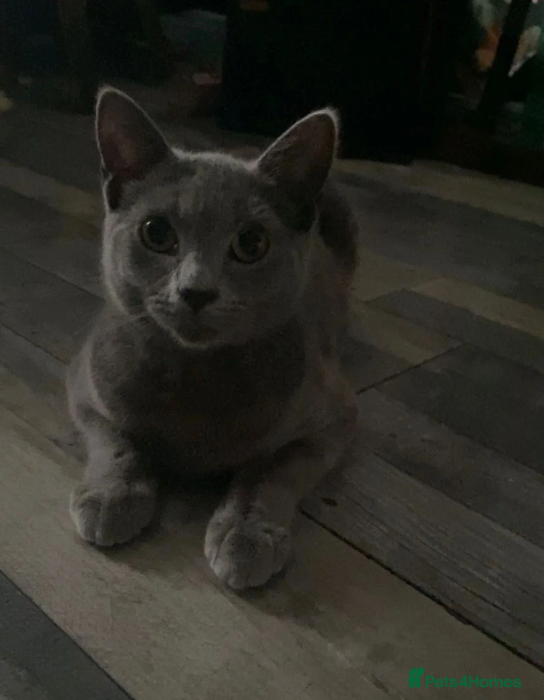 British Shorthair cats for sale: British shorthair - Advert 1