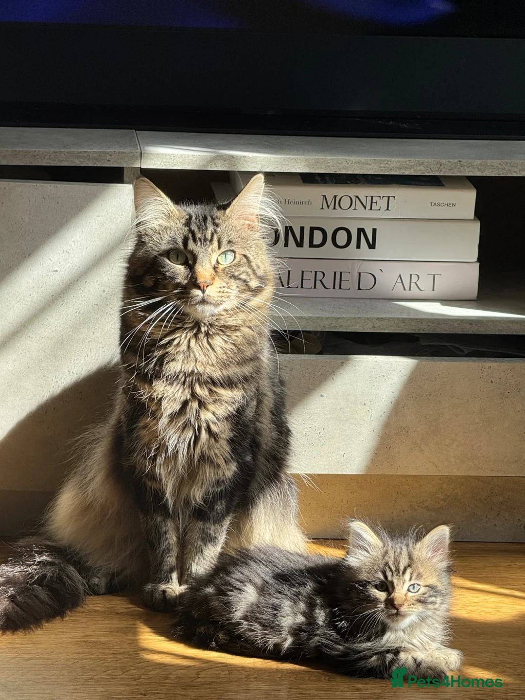 Maine Coon cats for sale: Rehome 2 year old Theodore  - Advert 1