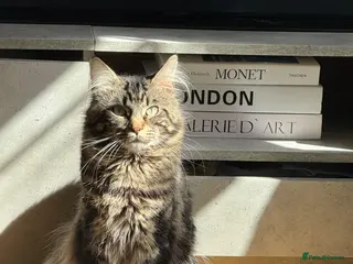 Maine Coon cats Rehome 2 year old Theodore - Advert 1