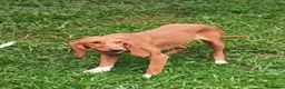 Mixed Breed dogs for adoption: Rubia in Penryn - Advert 2