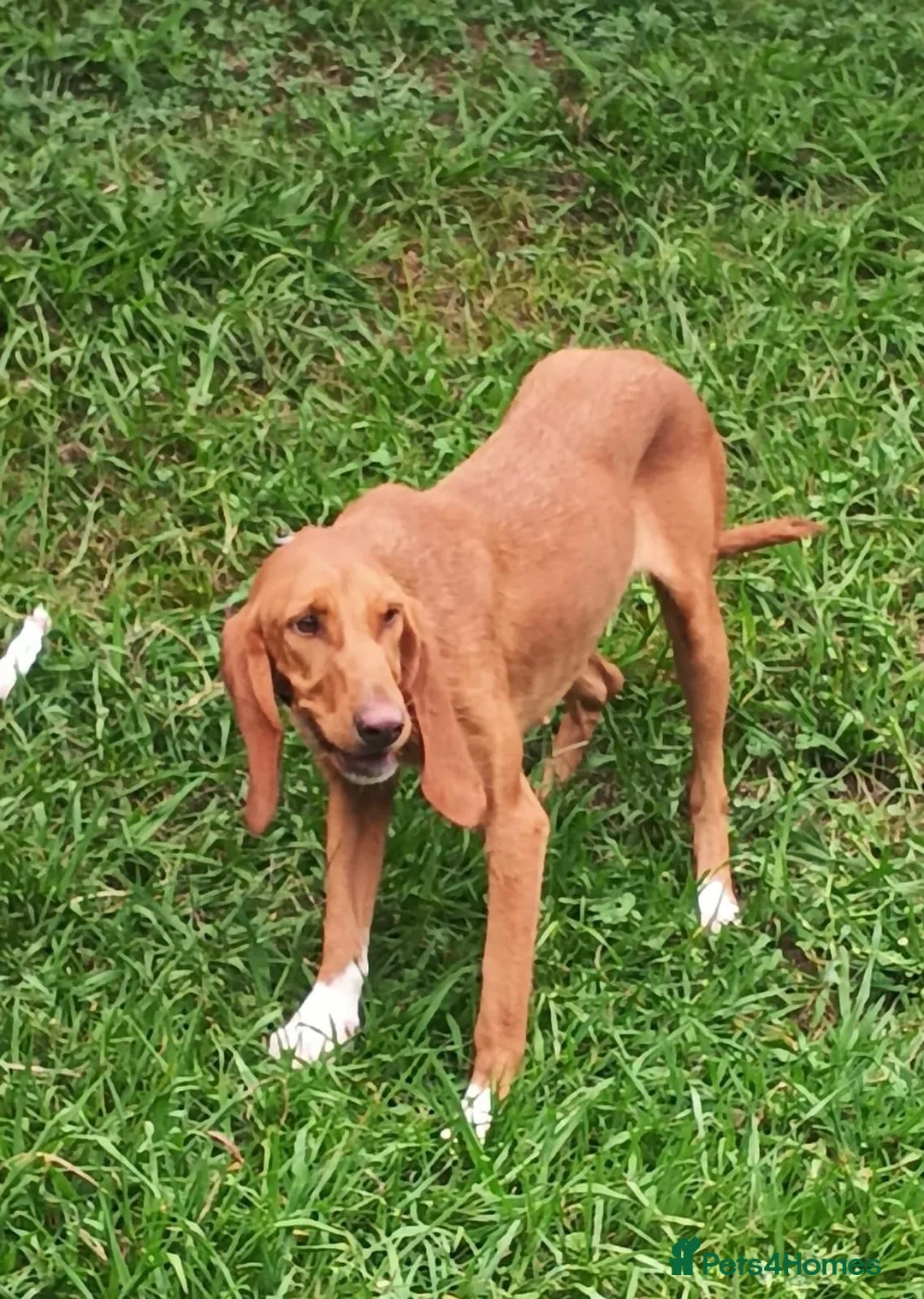 Mixed Breed dogs for adoption: Rubia in Penryn - Advert 2