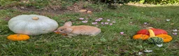 Mini Lop rabbits for sale: Stunning Home-Raised Mini Lops- mixed litter - Advert 7