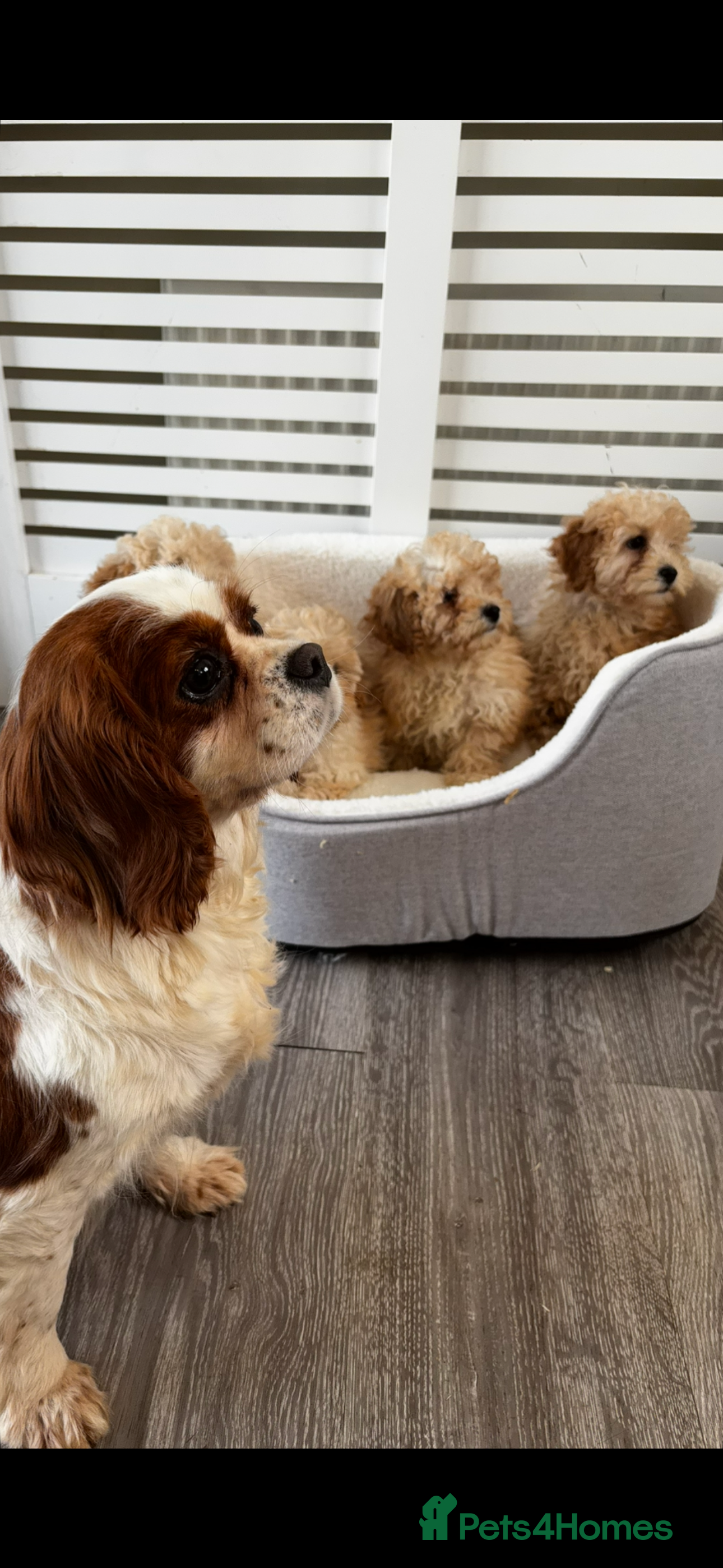 Cavapoo dogs Adorable Cavapoo puppies  in Stoke-on-Trent - Advert 1