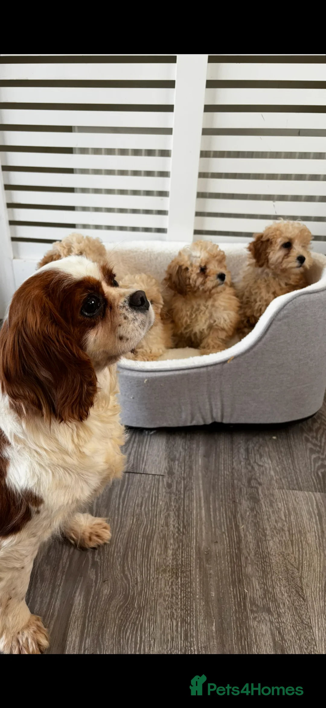 Cavapoo dogs for sale: Adorable Cavapoo puppies  in Stoke-on-Trent - Advert 1