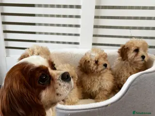 Cavapoo dogs Adorable Cavapoo puppies in Stoke-on-Trent - Advert 14