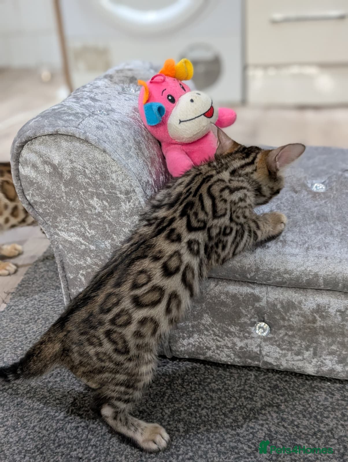 Bengal cats 🔥✨Pedigree TICA-Registered Bengals - Advert 6