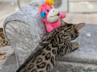 Bengal cats 🔥✨Pedigree TICA-Registered Bengals - Advert 6
