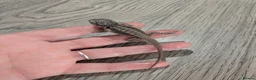Bearded Dragon reptiles for sale: Baby bearded dragons  - Advert 20