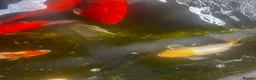 Pond Fish fish for sale: carp & goldfish  - Advert 3
