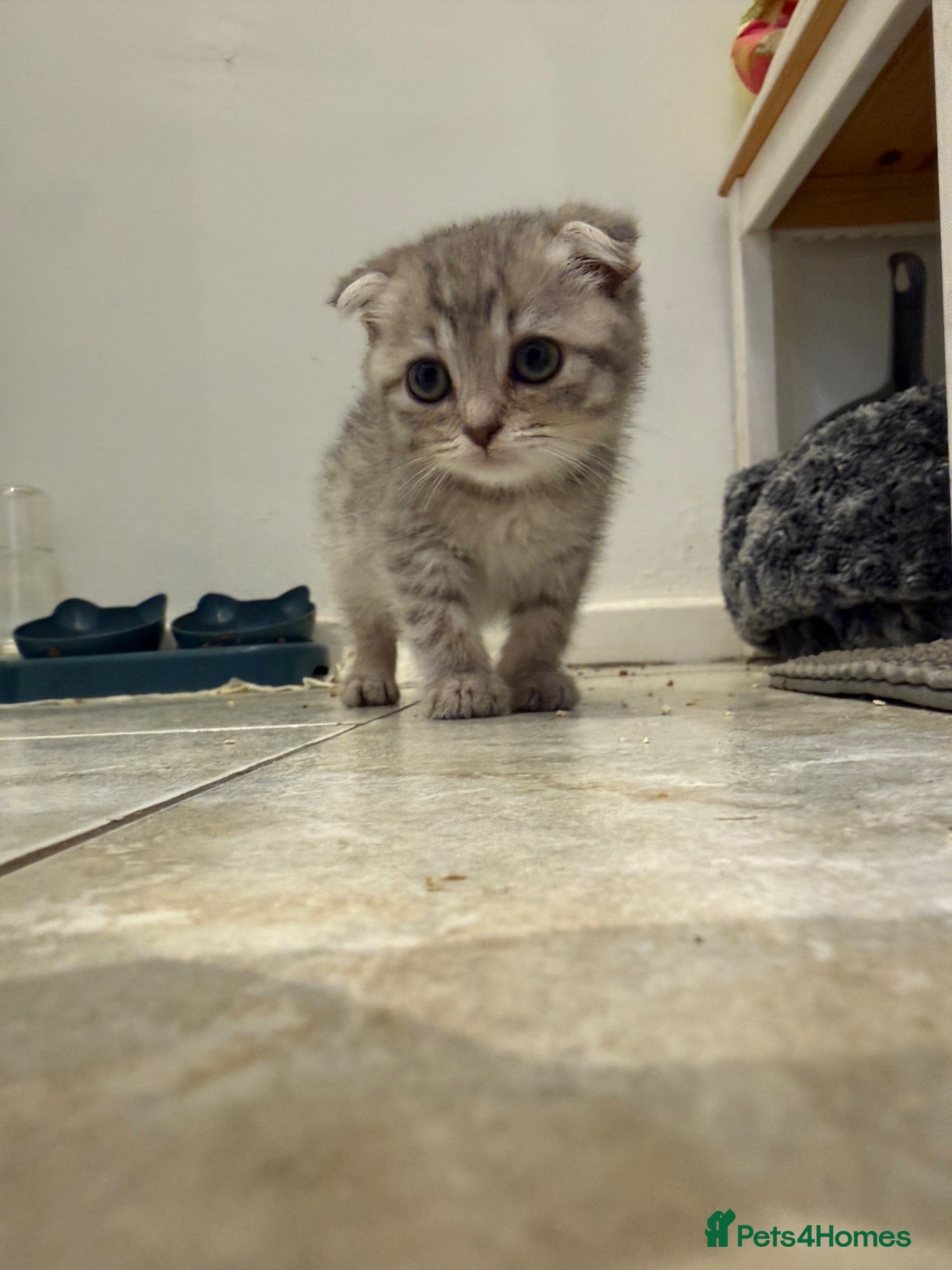 Scottish Fold cats Scotish fold cross Scottish straight adorable🥰 😻 - Advert 2