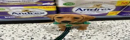 Labrador Retriever dogs for sale: Superb pedigree KC reg Labrador Retriever Puppies - Advert 22