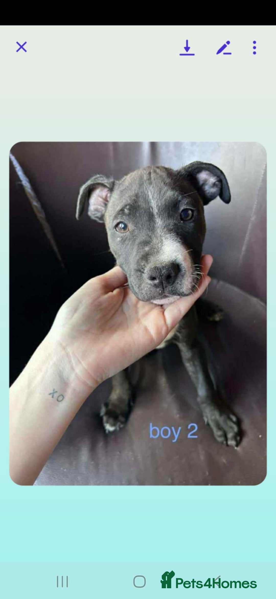 Staffordshire Bull Terrier dogs for sale: Staffy pups - Image 3