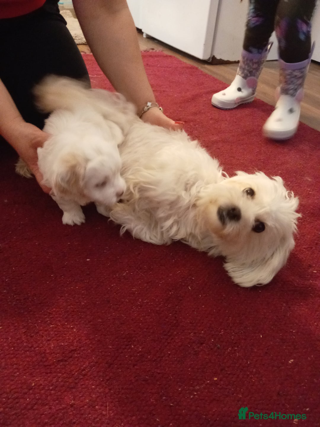 Bichon Frise dogs for sale: Bicchon malteze - Advert 9