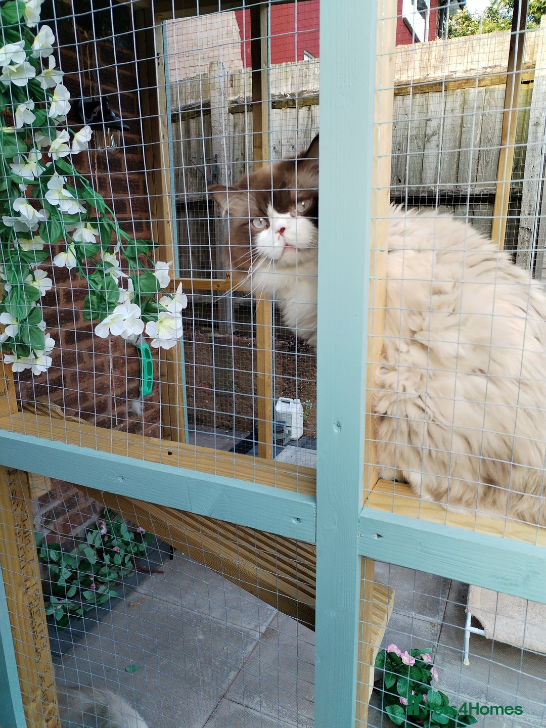 Ragdoll cats for sale: Male rag doll - Image 2