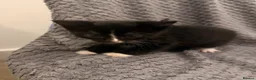 Mixed Breed cats for sale: 4 little kittens looking for new home - Advert 3