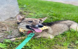 Mixed Breed dogs for adoption: 💖🐶 JOYA 🐶💖 - Image 8