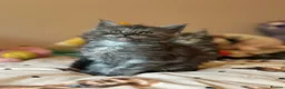 Maine Coon cats for sale: 🩶 3 Stunning Large Males 🩶 - Advert 14