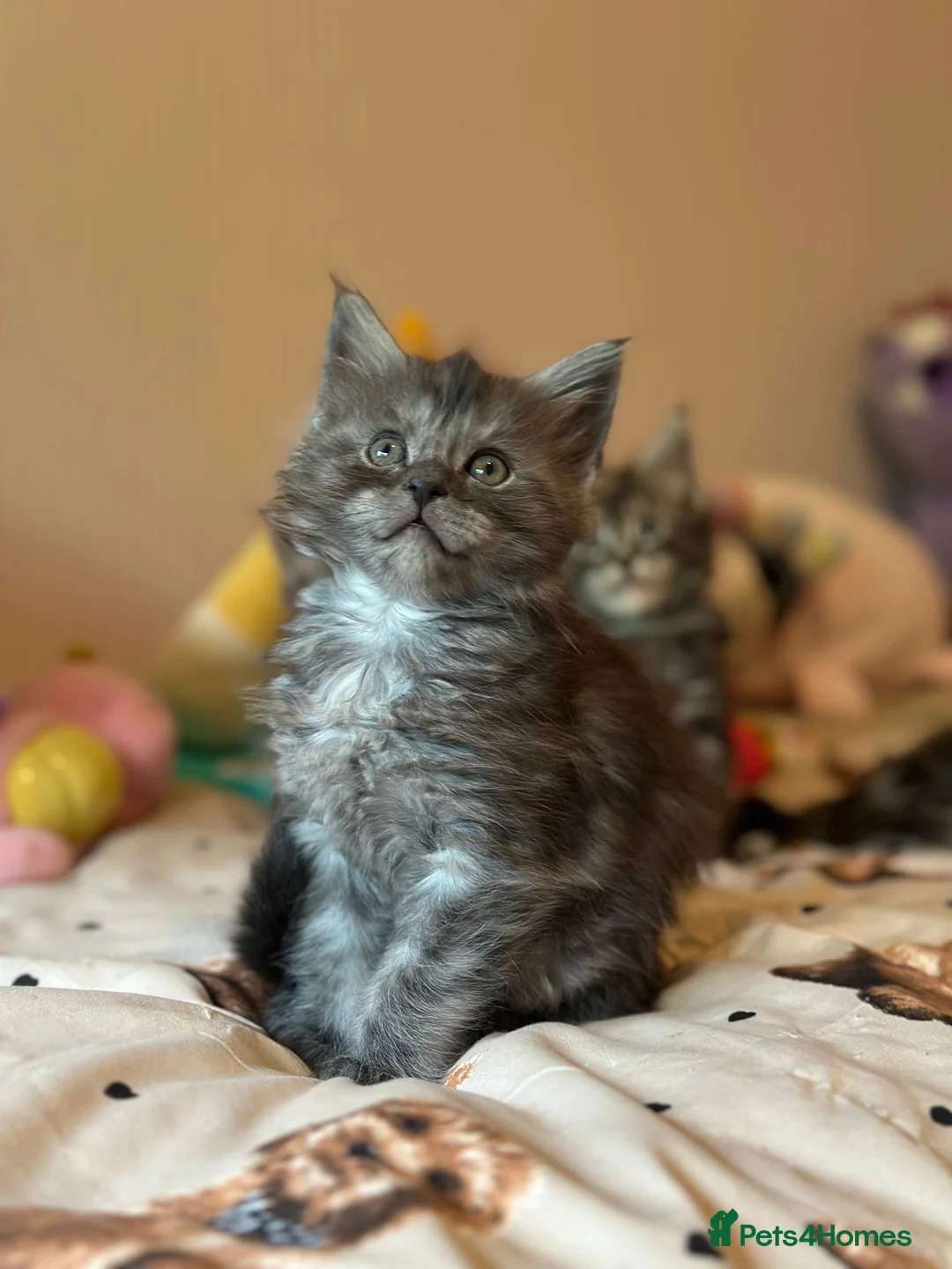 Maine Coon cats for sale: 🩶 3 Stunning Large Males 🩶 - Advert 14