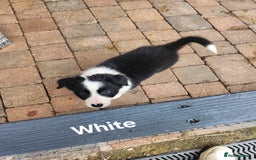 Mixed Breed dogs for sale: Border Collie x Welsh Collie - Image 4