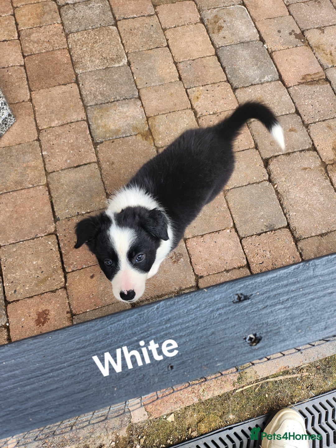 Mixed Breed dogs for sale: Border Collie x Welsh Collie - Image 4