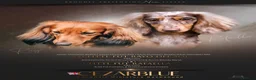 Miniature Dachshund dogs for sale: Exceptional Champion CK ML Dachshund Puppies  - Advert 28