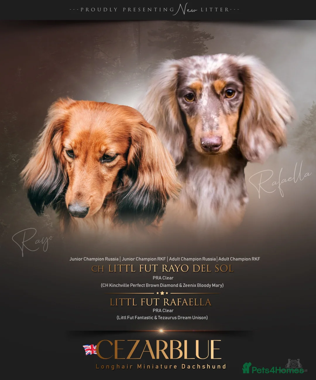 Miniature Dachshund dogs for sale: Exceptional Champion CK ML Dachshund Puppies  - Advert 28