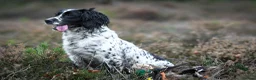 English Springer Spaniel dogs for sale: Kennel club registered Springer Spaniel Puppies - Advert 17