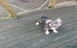 French Bulldog dogs for sale: French bulldogs full fluffy  - Image 1