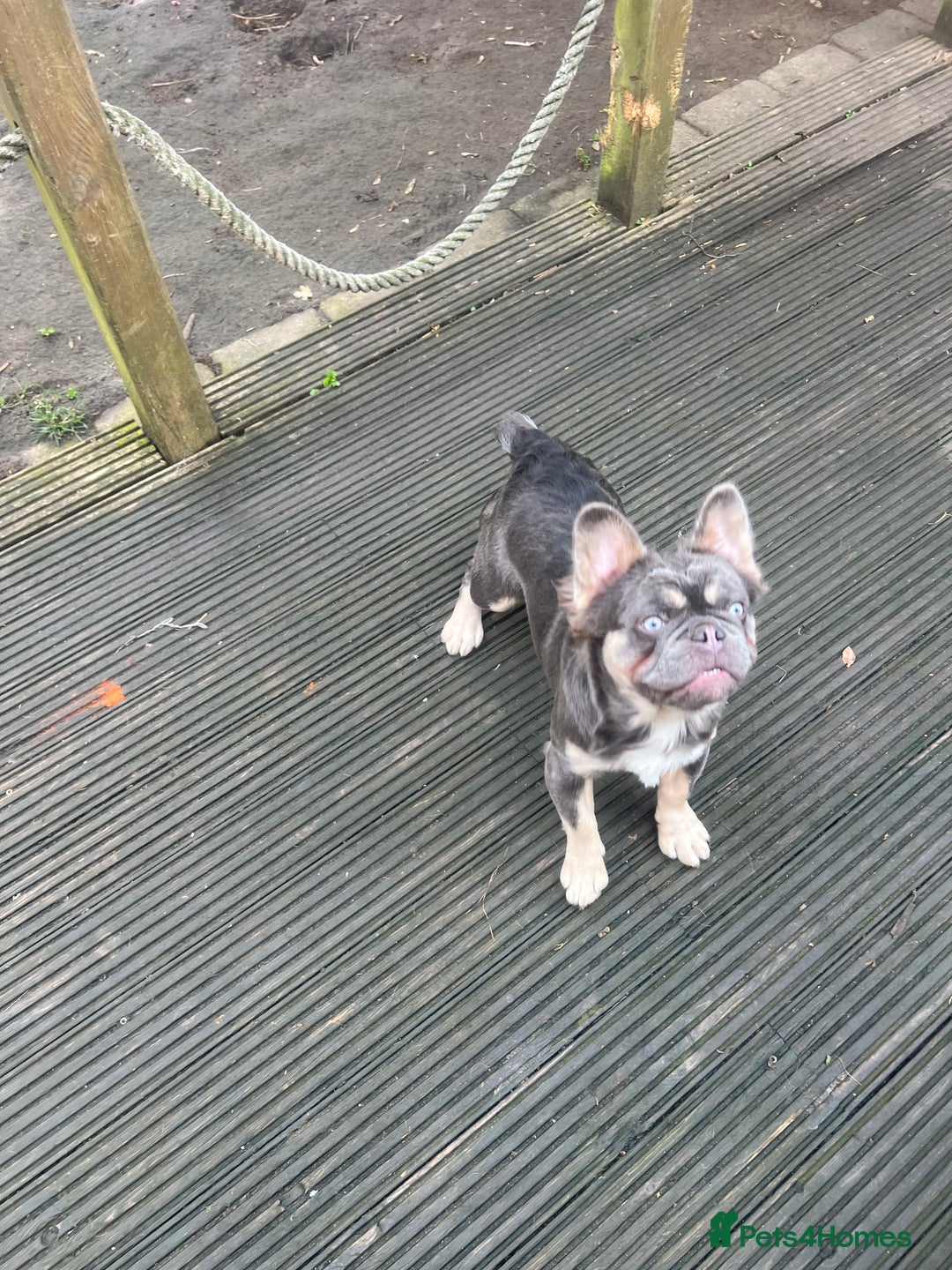 French Bulldog dogs for sale: French bulldogs full fluffy  - Image 1