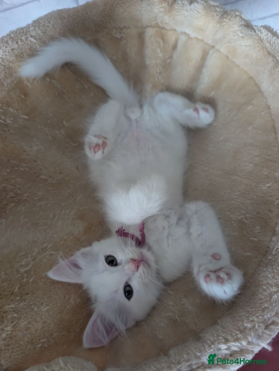 Mixed Breed cats for sale: Beautiful Blue-Eyed Kittens  - Advert 2