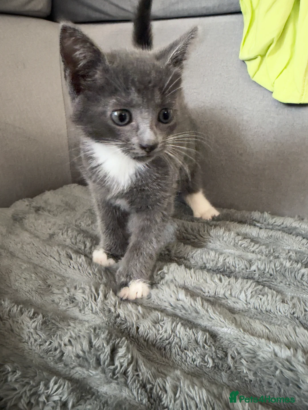 Russian Blue cats for sale: Kittens for sale in London - Advert 2