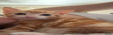 Ginger 2