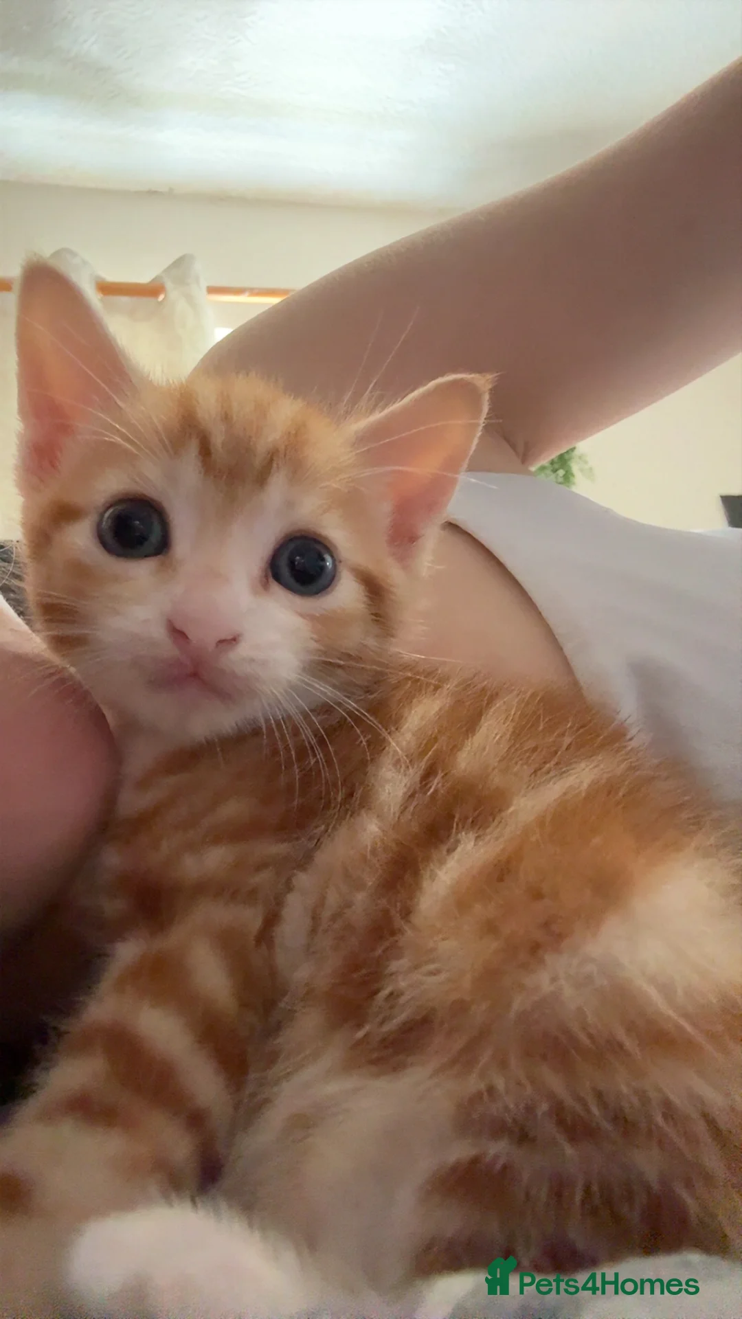 Mixed Breed cats for sale: 2 Ginger Male Kittens in Ashton-under-Lyne - Advert 2