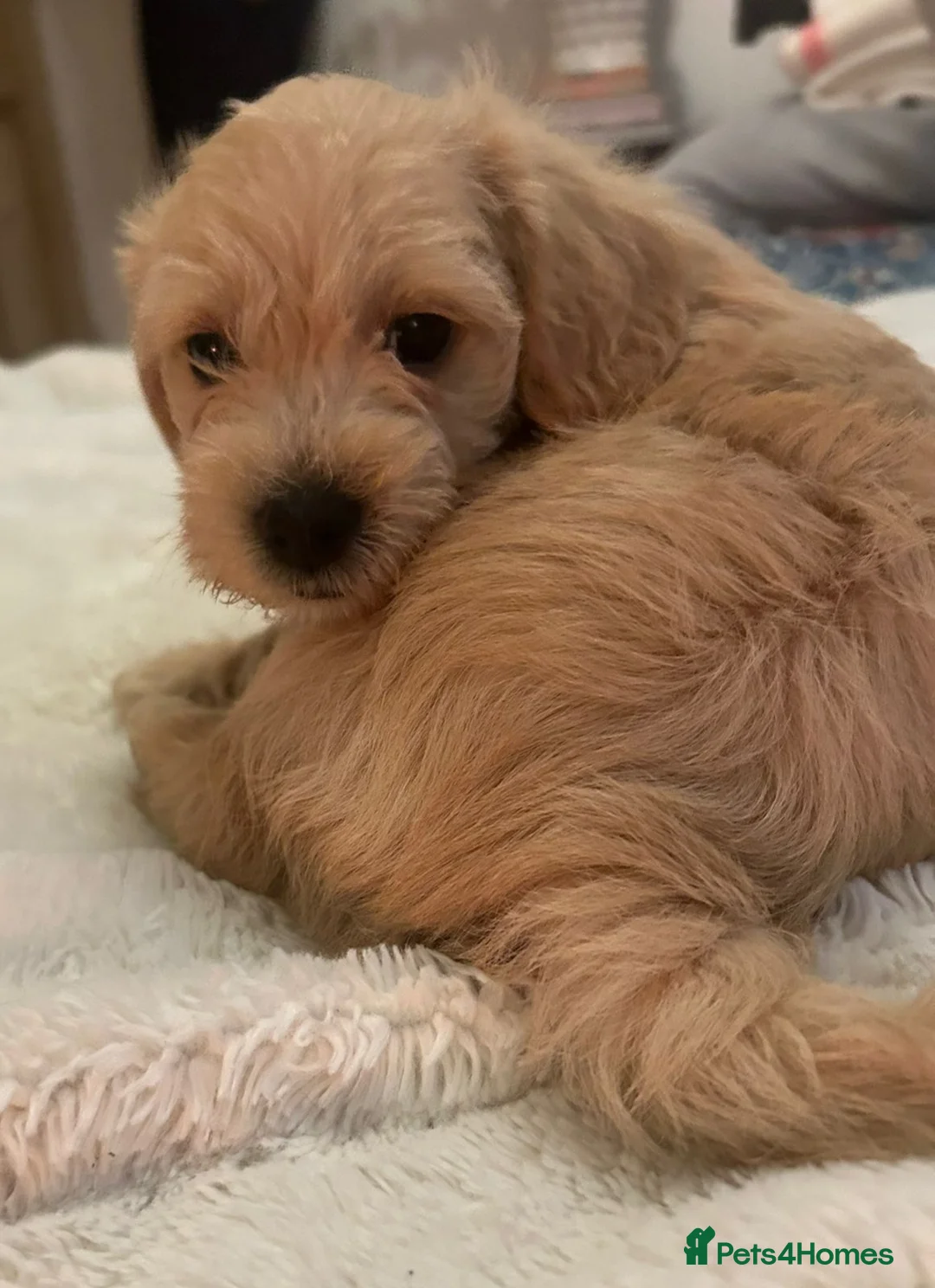 Jackapoo dogs for sale: Jackapoo puppies - Advert 9