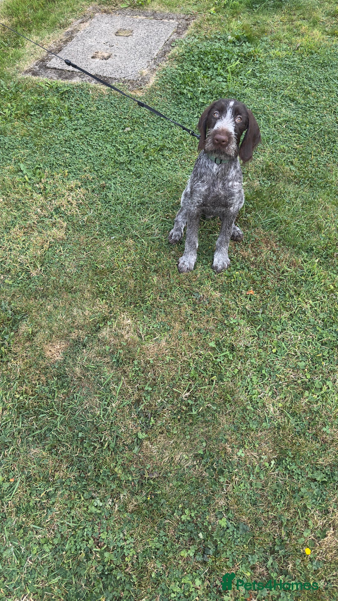 German Wirehaired Pointer dogs for sale: German wired haired stunning pointer pups  in Preston - Image 16