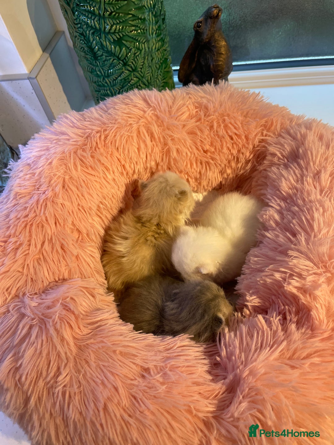 Exotic cats for sale: ❤️Stunning Exotic Shorthair & Longhair Kittens❤️  - Image 33