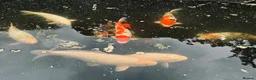 Koi Carp fish for sale: Koi Rehoming in Borehamwood - Advert 3