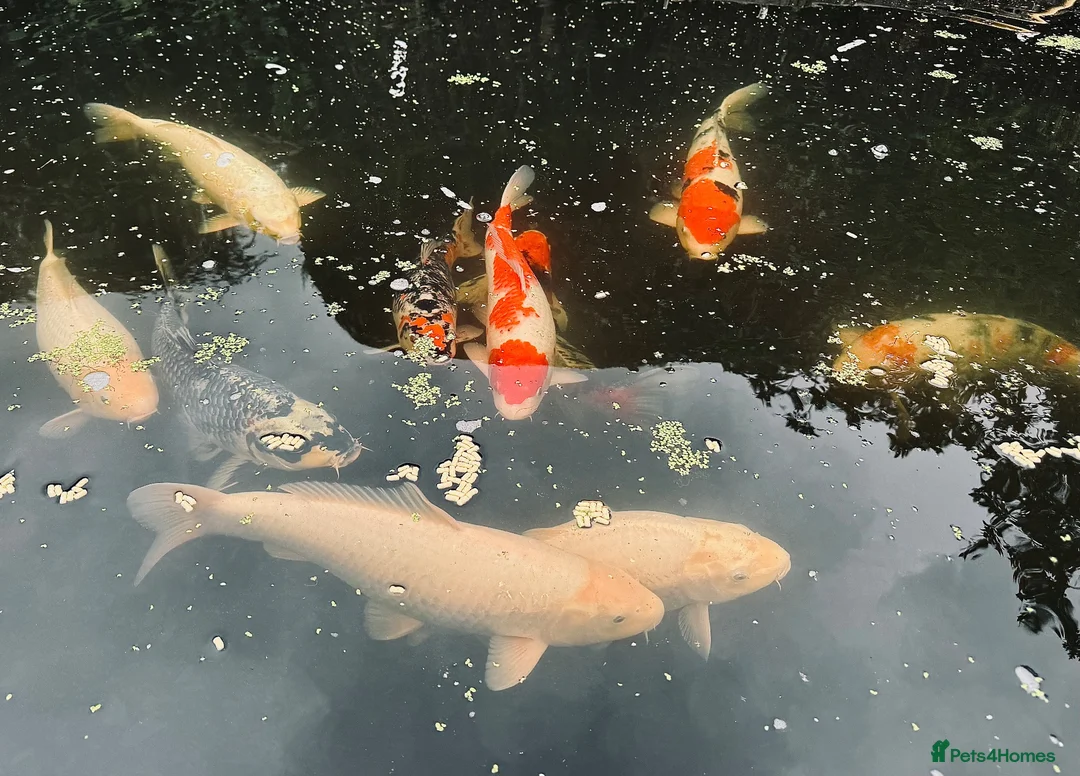 Koi Carp fish for sale: Koi Rehoming in Borehamwood - Advert 3