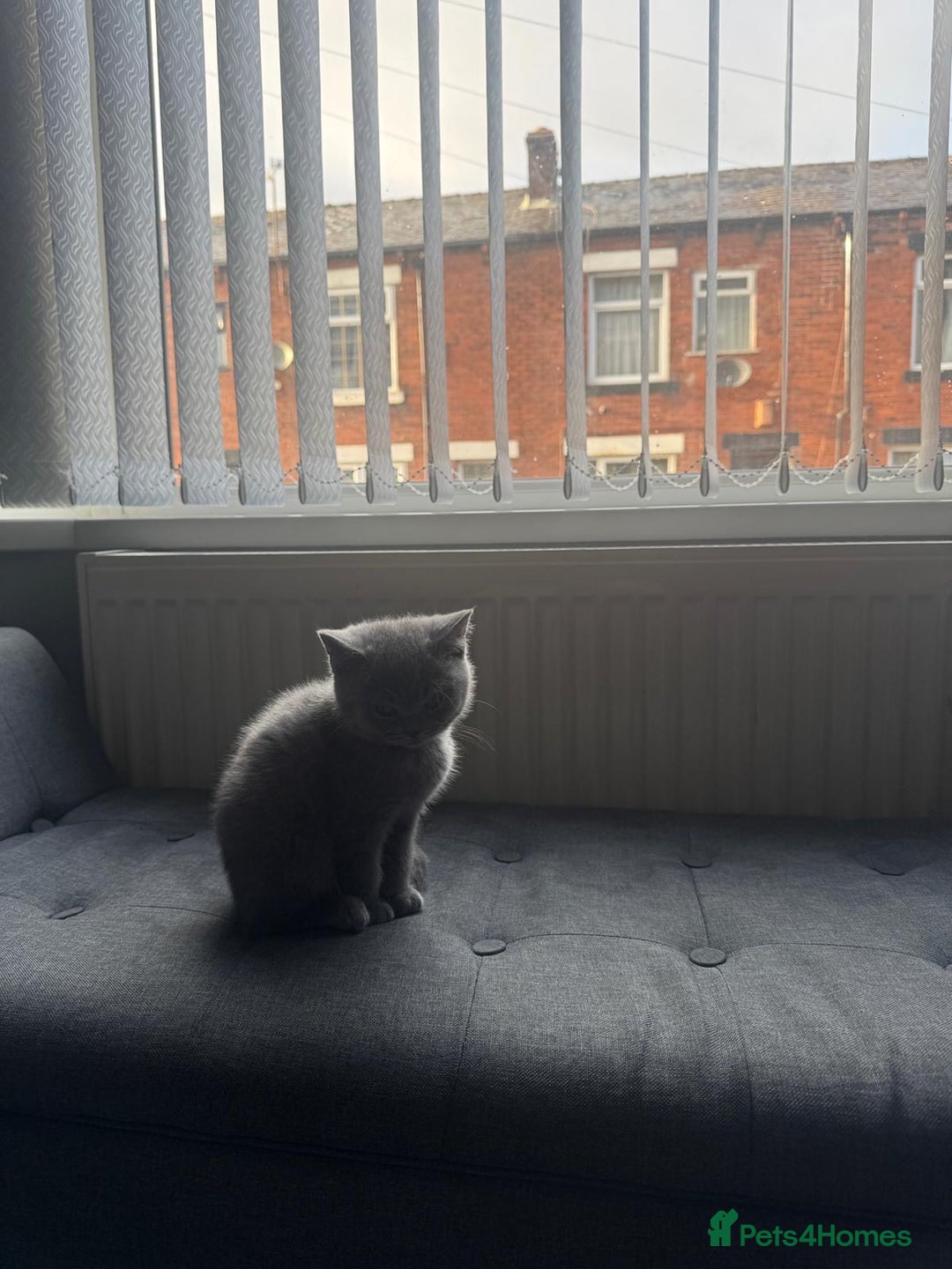 British Shorthair cats for sale: Cute British Shorthair kitten Male  - Image 7