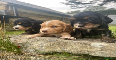 Cocker Spaniel dogs - Advert 2