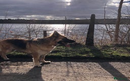 German Shepherd dogs for sale: Beautiful German Shepherd Puppies - Image 2