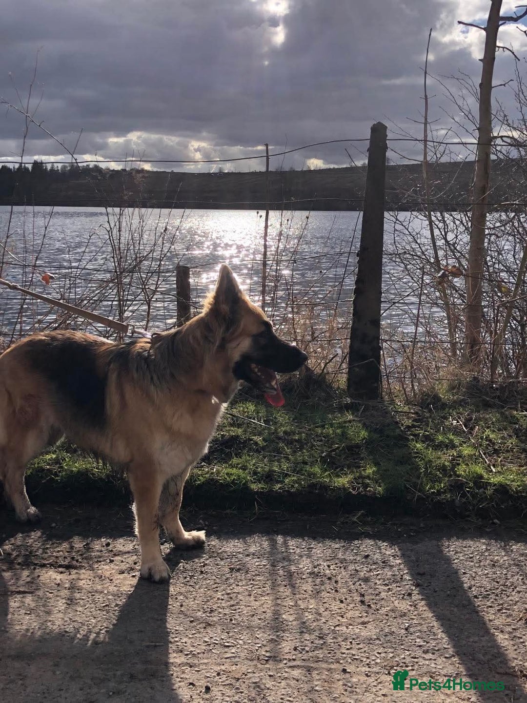 German Shepherd dogs for sale: Beautiful German Shepherd Puppies - Image 2
