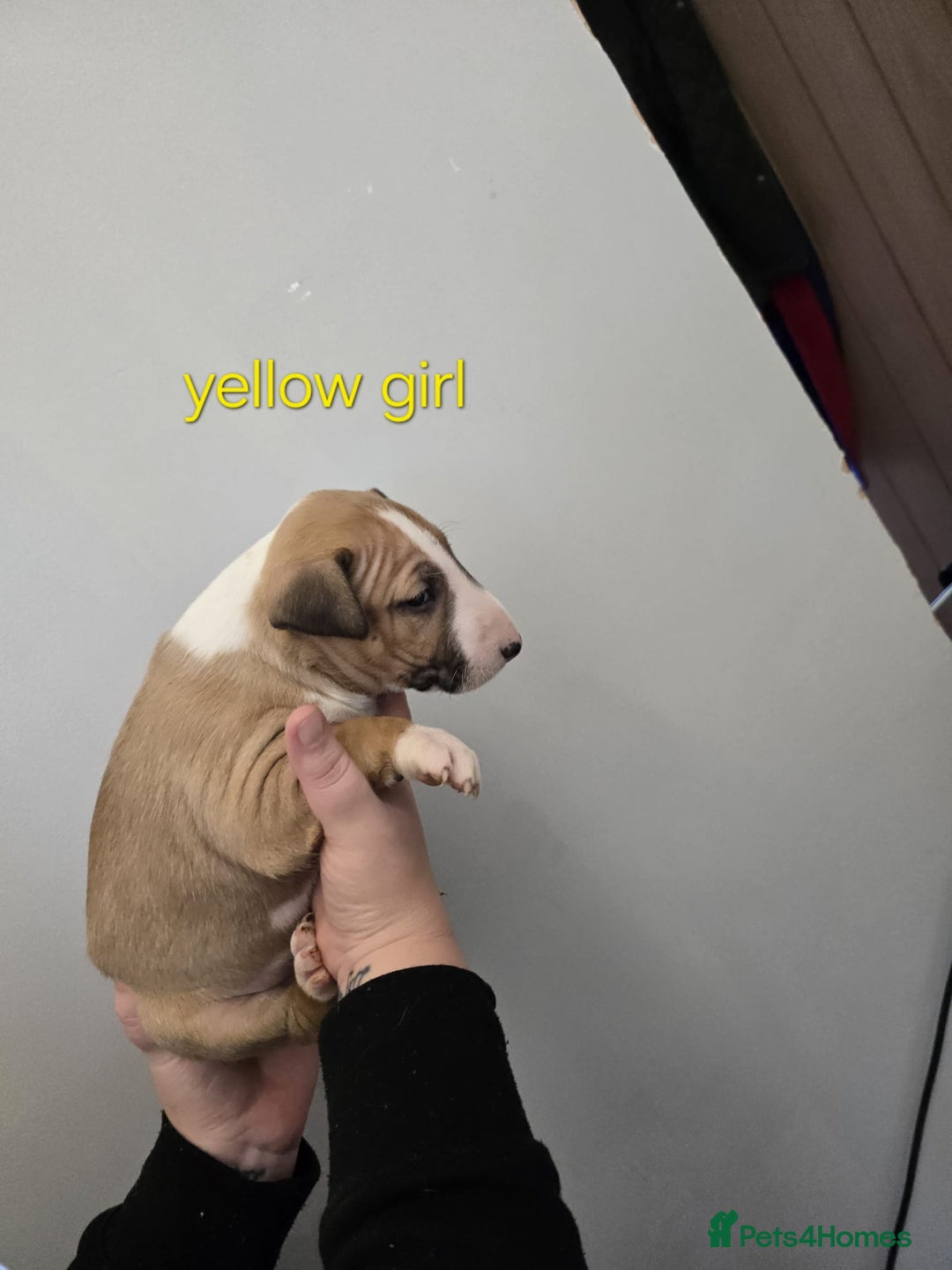 Bull Terrier dogs for sale: 4 English bull terriers - Advert 9