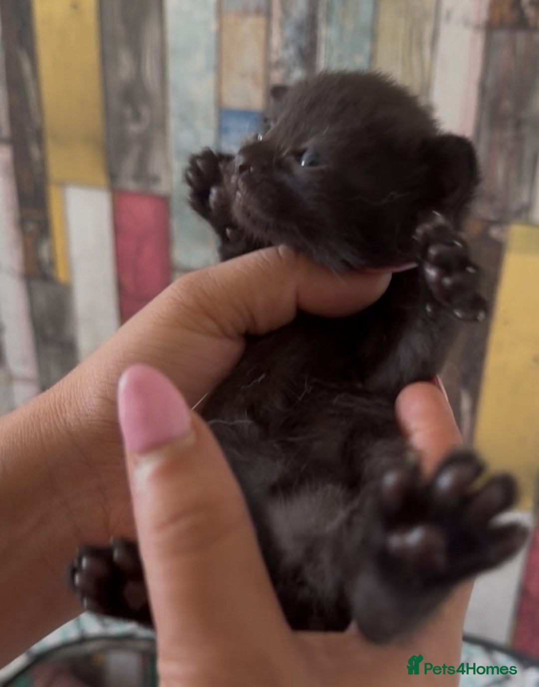 Mixed Breed cats for sale: Adorable Kittenss Ready For Reservation - Image 12
