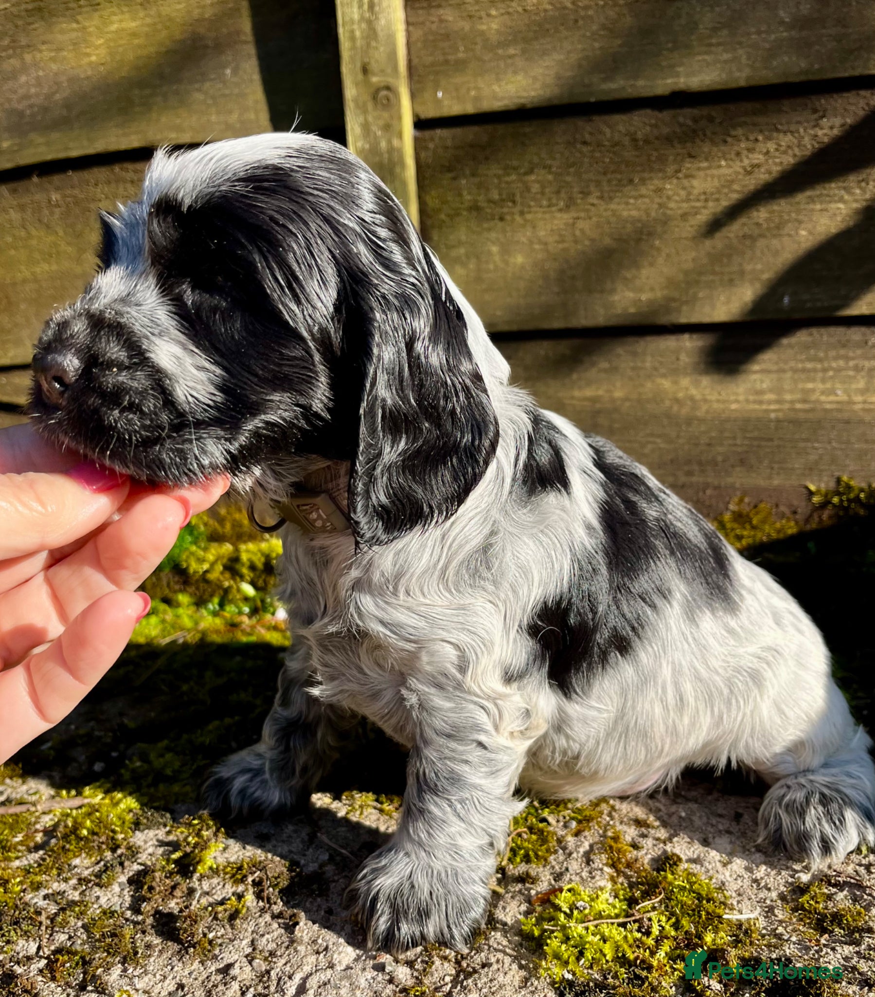 Cocker Spaniel dogs Champion Sired KC Show Type Cocker Spaniels - Advert 1
