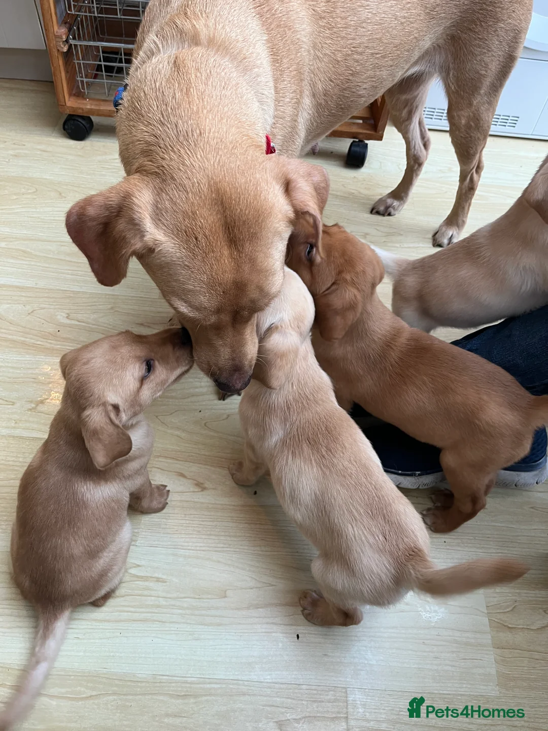 Labrador Retriever dogs for sale: Stunning Labrador pedigree puppies  - Advert 13