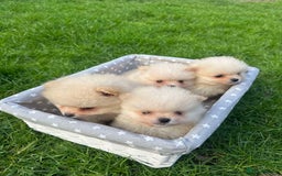 Pomeranian dogs for sale: Adorable Pomeranian Puppies for Sale!  - Image 12