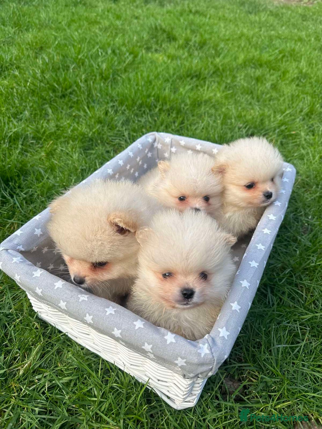 Pomeranian dogs for sale: Adorable Pomeranian Puppies for Sale!  - Image 12