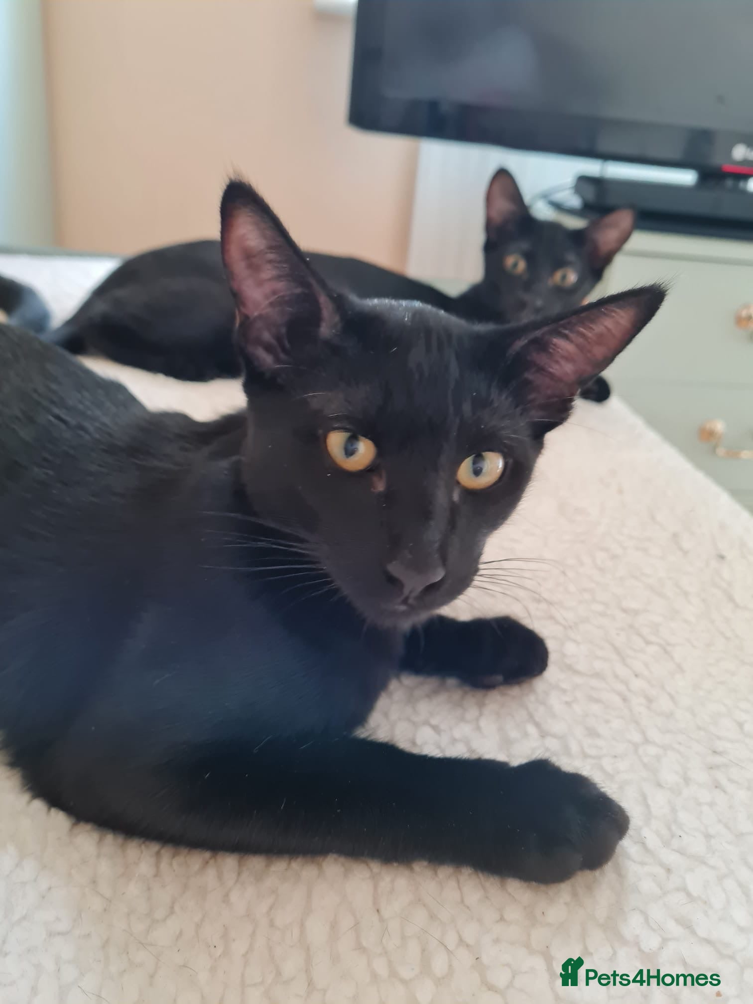 Oriental cats Oriental kittens for sale (4 ready now!) - Advert 13